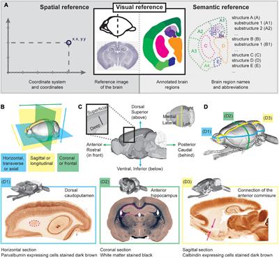 A neuroscientist’s guide to using murine brain atlases for efficient analysis and transparent reporting